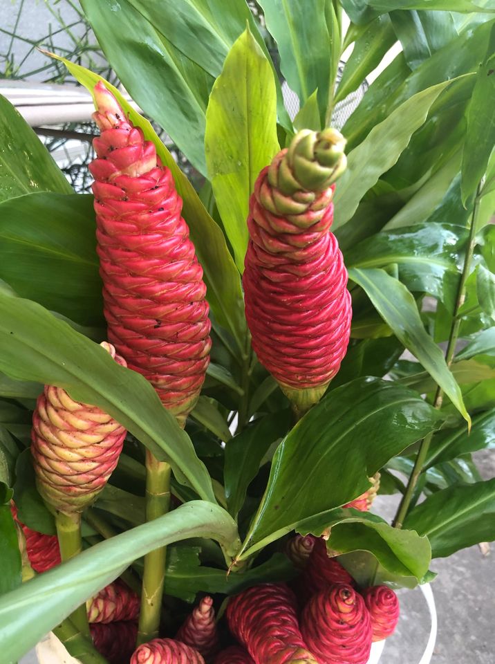 Awapuhi Shampoo Ginger rhizomes for planting | Sulcata Grove
